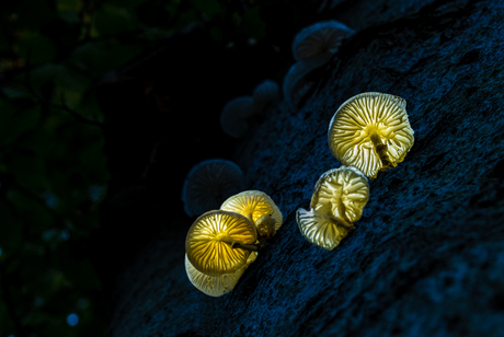 Lightpainting met paddenstoelen