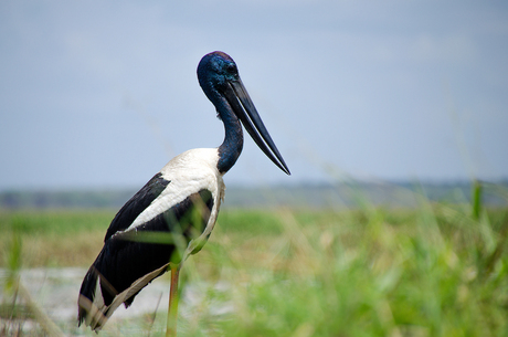 Black-necked Stork