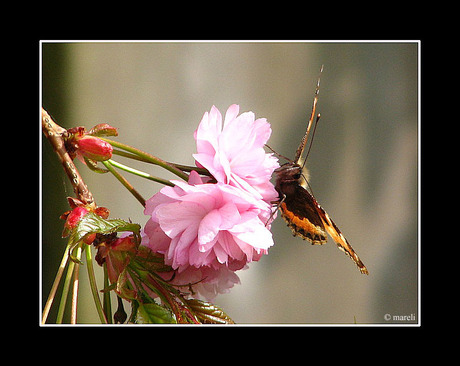 **pink**