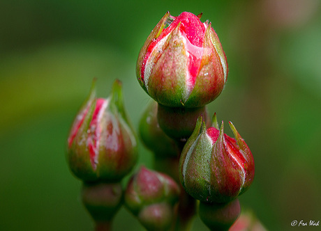 Rozen in de knop