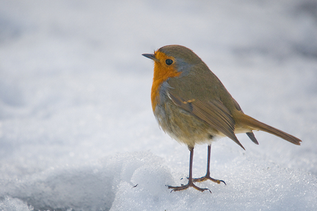 Roodborst.