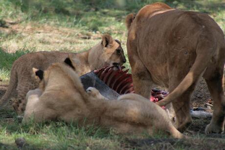 Leeuwen eten