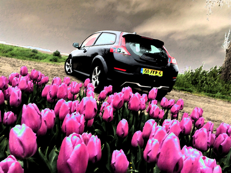 volvo in de tulpen