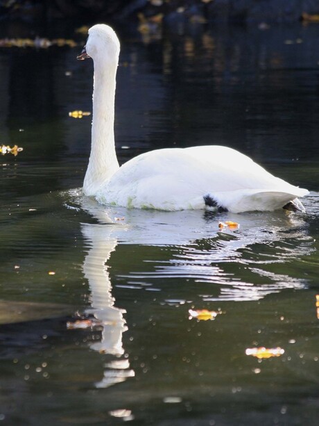 Witte zwanen ......