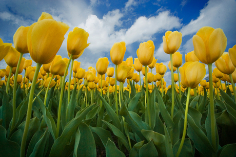 Tulpen Hillegom