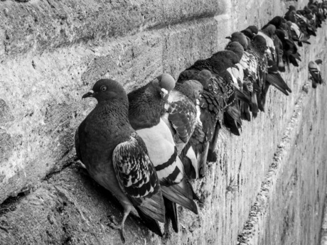 Pigeons at the edge