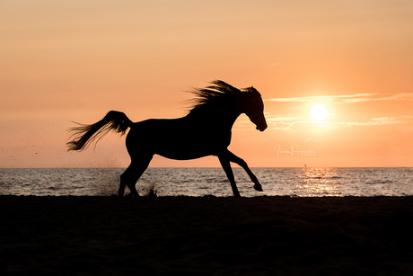 Arabian horse at the beach