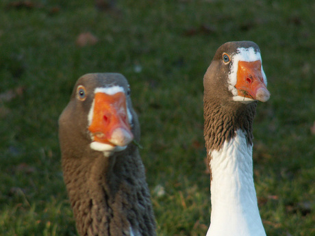 Gijs &amp; Gans