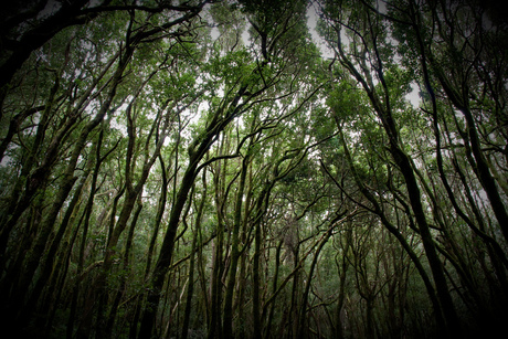 Garajonay Forest