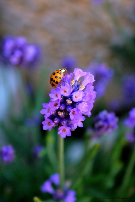 Ladybug on the lavender.