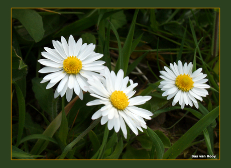 Witte bloemen in de Ooi