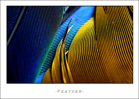 Feather