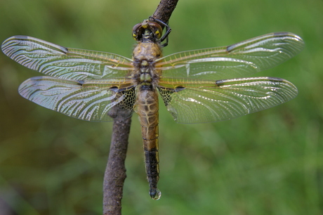 libelle hangt te drogen