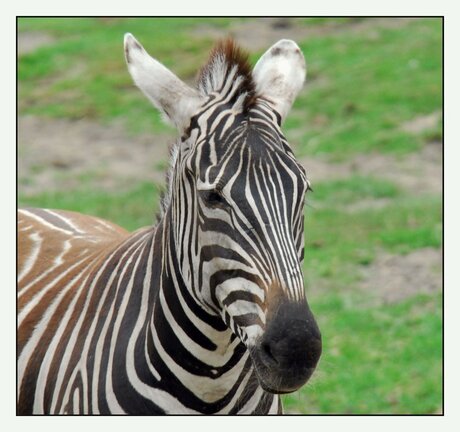 Portret van een zebra