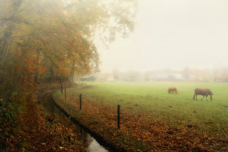 A foggy autumn day