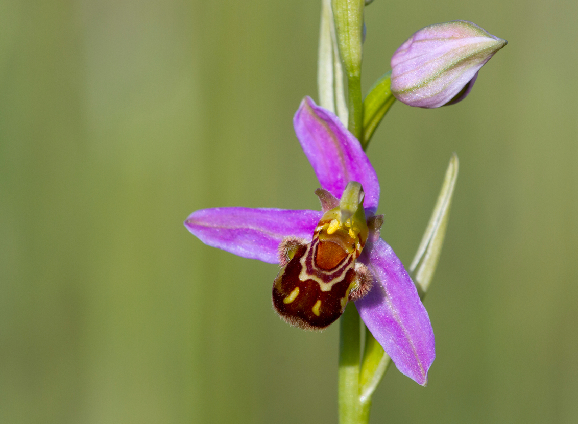 Bijenorchis - foto van thijsplambeck - Natuur - Zoom.nl
