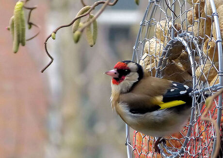 puttertje in de tuin.JPG