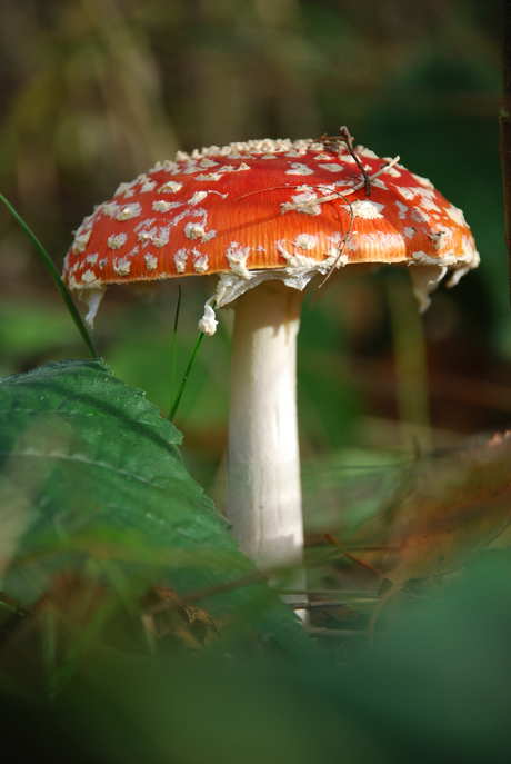 Paddestoel