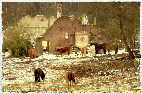 Herikhuizerveld