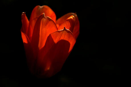 Tulp