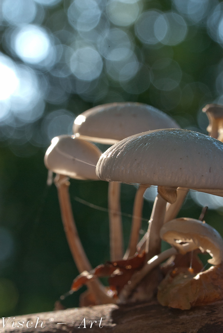 Dromerige paddenstoel