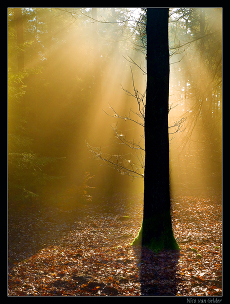 Gouden licht