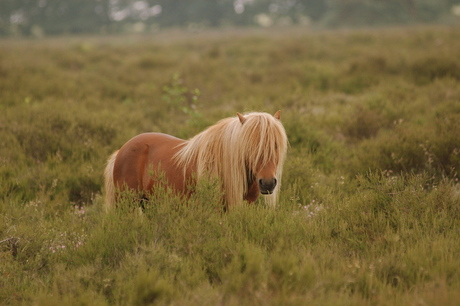 shetlander op de hei