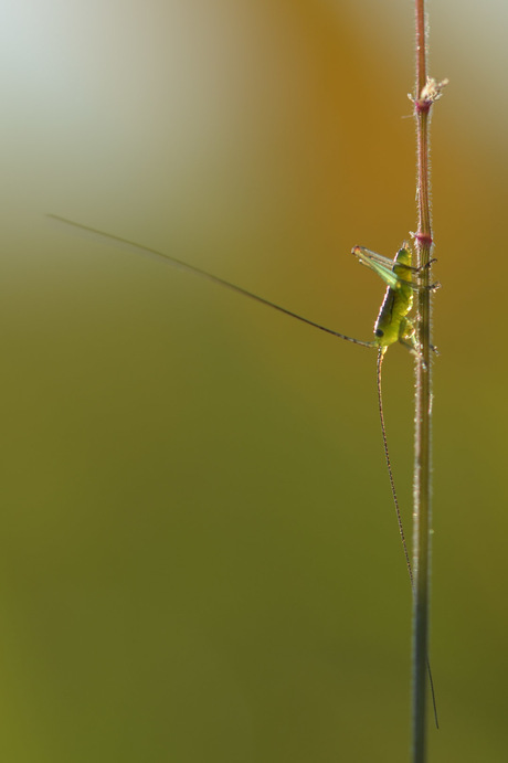 Sprinkhaan nimf in de ochtendzon