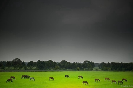 Voor de regen...