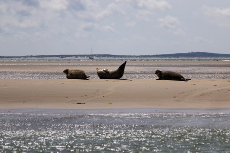 Zeehonden voor de kust van Vlieland