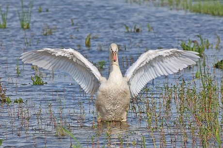 Jonge Zwaan