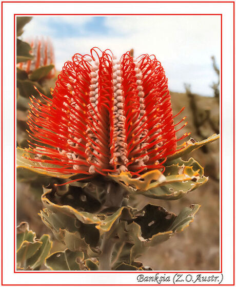 Banksia (Z.O.Austr.)