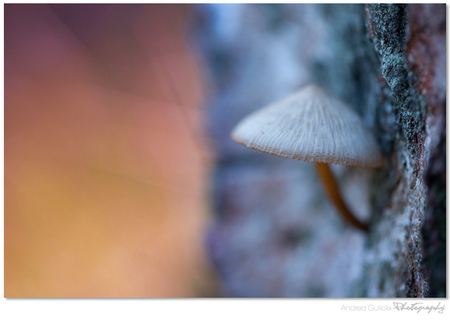 Treetrunk hideout - Nog een uit het archief. Dit paddenstoeltje hing aan een afgekapte boomstronk in het leersumse veld. De mooie kleuren van het mos op de stam en de zo - foto door Andrea66 op 09-01-2012 - deze foto bevat: macro, paddenstoel, boomstam, leersumse veld, Andrea66, paintedbylight