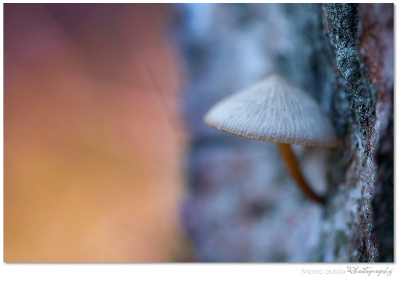 Treetrunk hideout - Nog een uit het archief. Dit paddenstoeltje hing aan een afgekapte boomstronk in het leersumse veld. De mooie kleuren van het mos op de stam en de zo - foto door Andrea66 op 09-01-2012 - deze foto bevat: macro, paddenstoel, boomstam, leersumse veld, Andrea66, paintedbylight