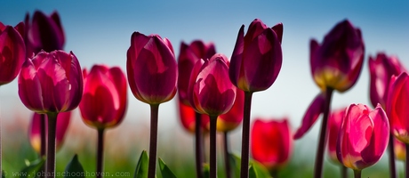 Tulip Skyline in Pink and Blue