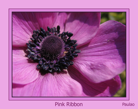 Pink Ribbon