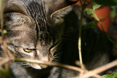 Iwan in de tuin