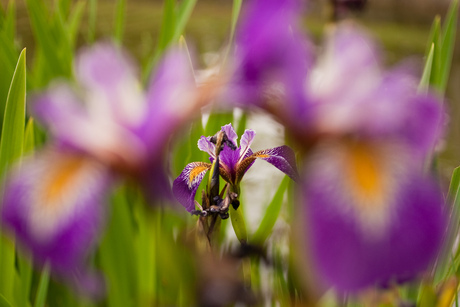 Japanse tuin