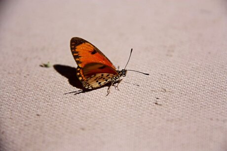 Saved from drowning: at the pool