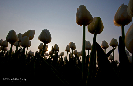 Witte tulpen in bloei