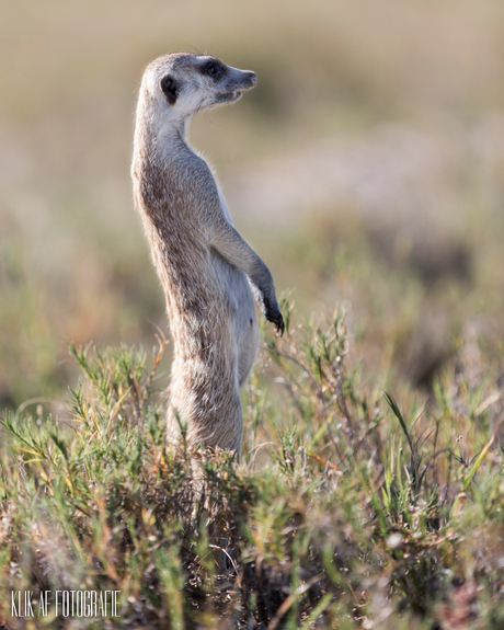 Meerkat / Stokstaart