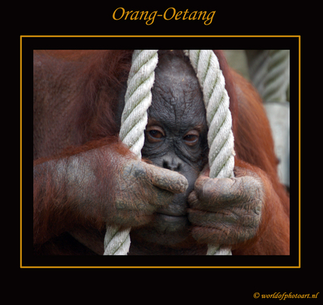 Orang-Oetang is mn 200ste foto