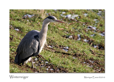 Winter Reiger