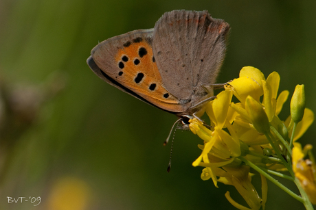 Kleine Vuurvlinder