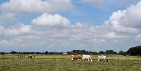 eenstukje natuur tussen vl aardingen en het westland