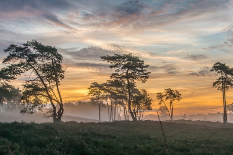 De Tongerse Heide