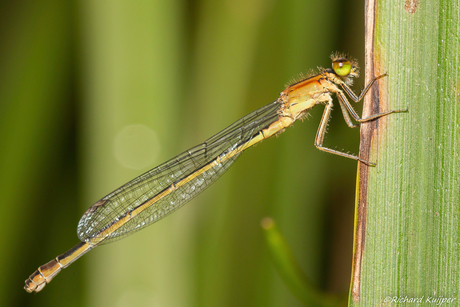 Tengere grasjuffer (Ischnura pumilio)