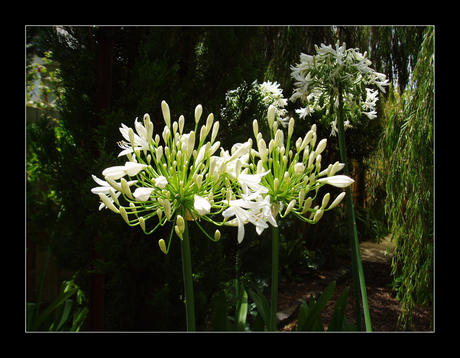 Agapanthus