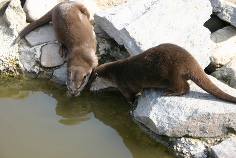 even naar de dieren tuin