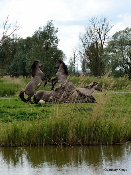 konikpaarden